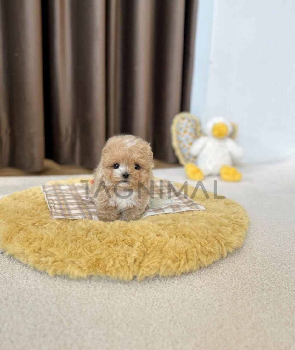 Maltipoo puppy for sale, dog for sale at Tagnimal