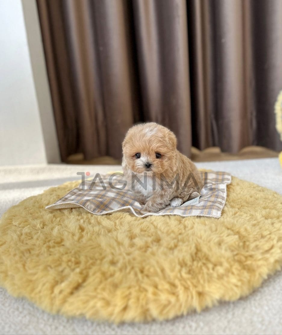 Maltipoo puppy for sale, dog for sale at Tagnimal