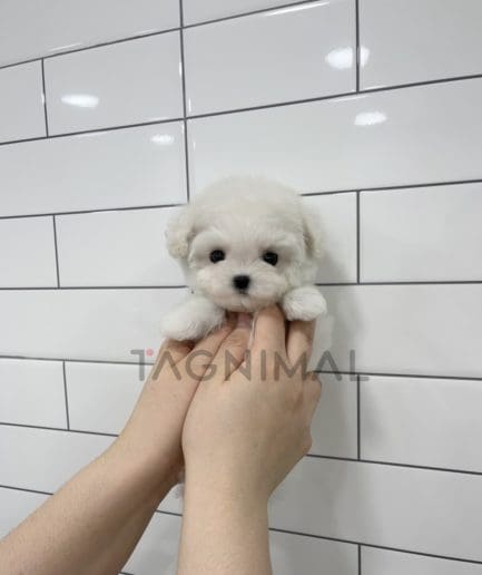 Bichon puppy for sale, dog for sale at Tagnimal