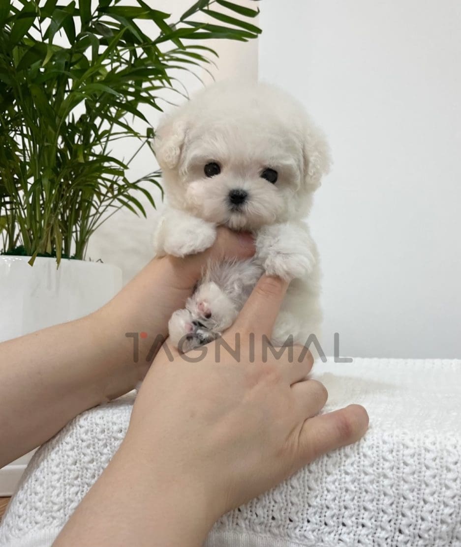 Bichon puppy for sale, dog for sale at Tagnimal