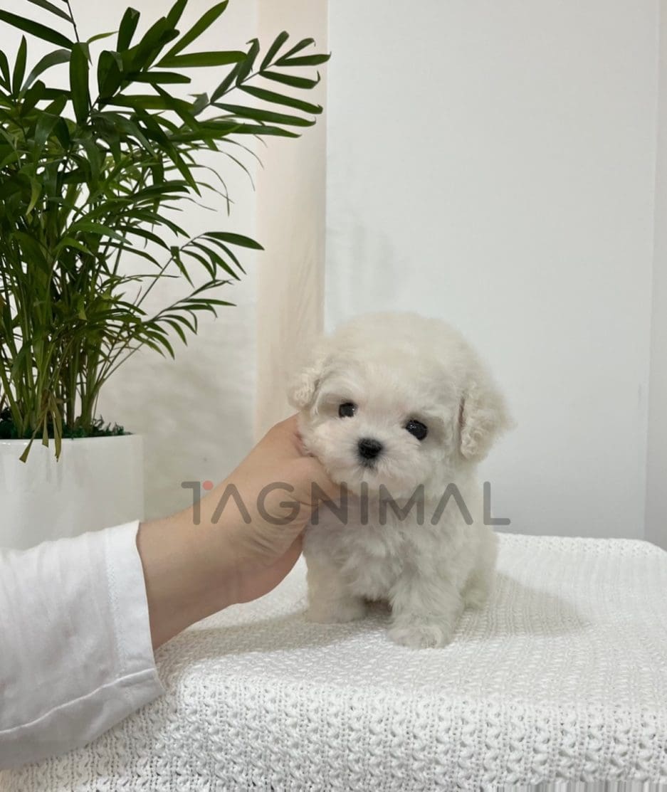 Bichon puppy for sale, dog for sale at Tagnimal