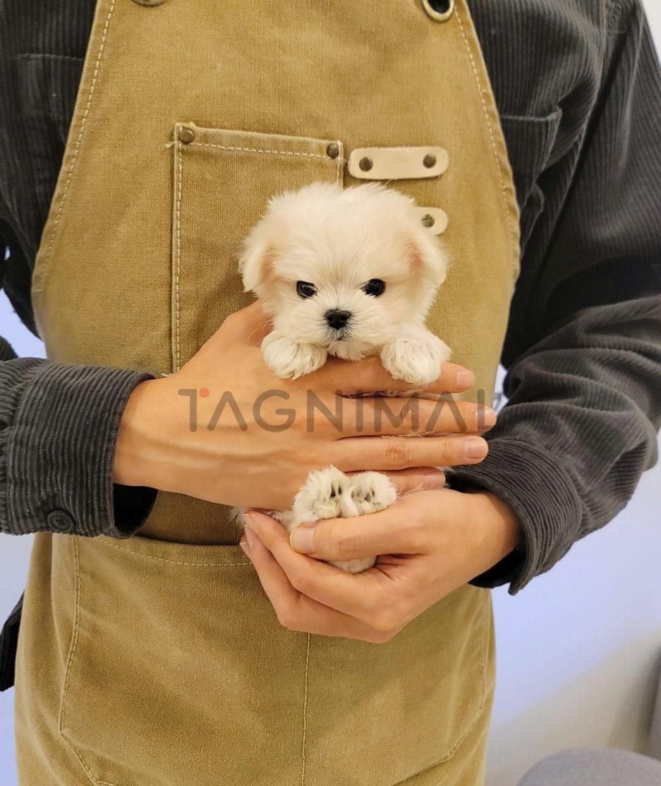 Maltese puppy for sale, dog for sale at Tagnimal