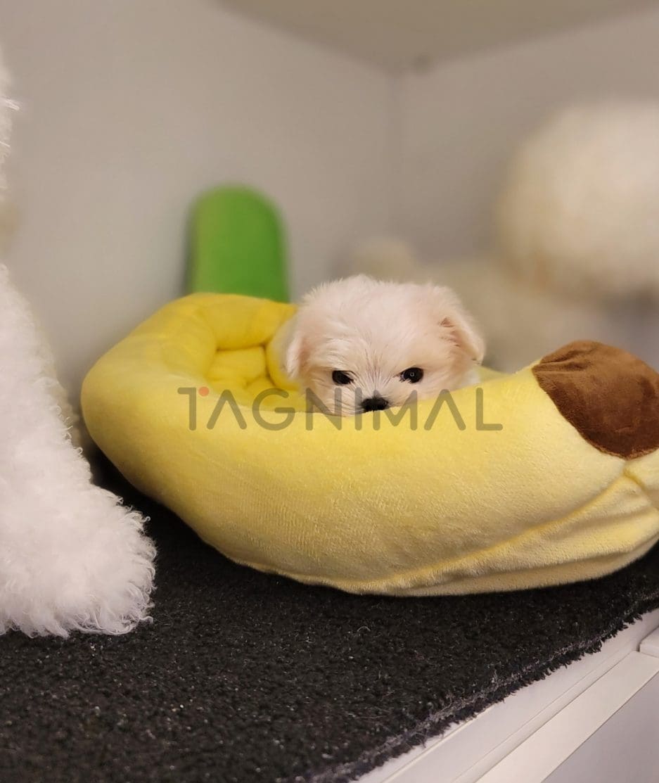 Maltese puppy for sale, dog for sale at Tagnimal