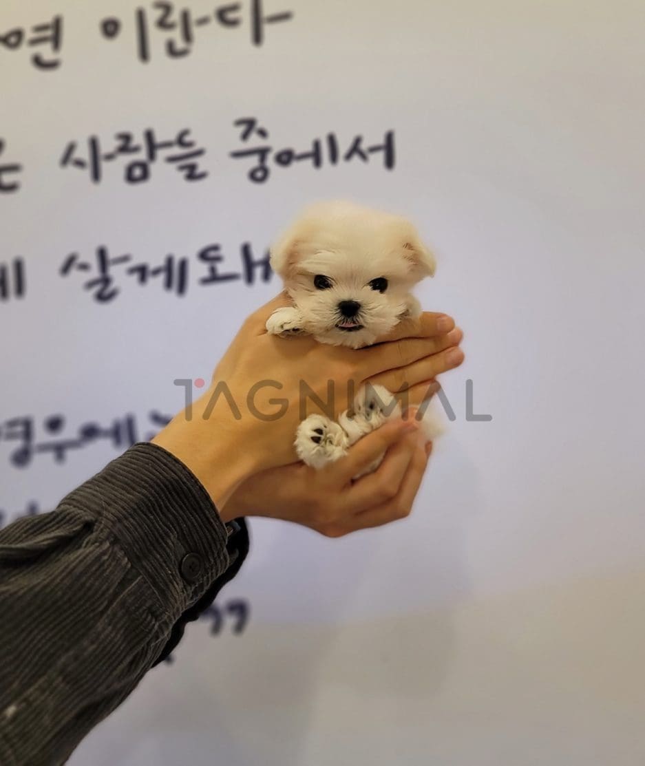 Maltese puppy for sale, dog for sale at Tagnimal