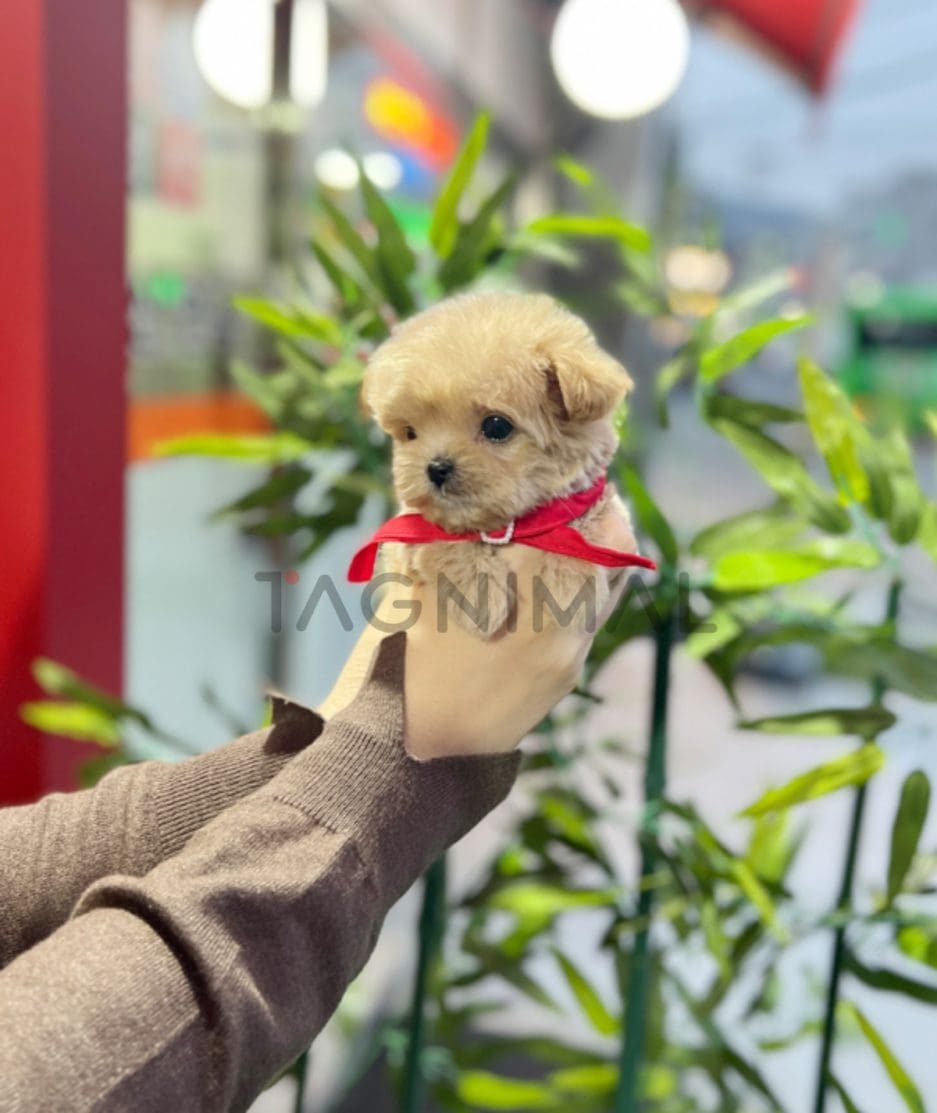 Maltipoo puppy for sale, dog for sale at Tagnimal