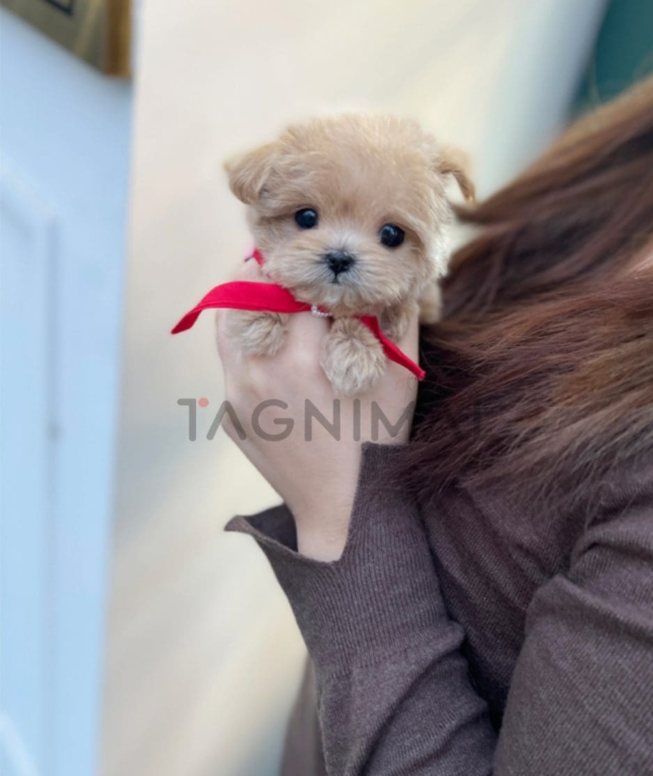 Maltipoo puppy for sale, dog for sale at Tagnimal