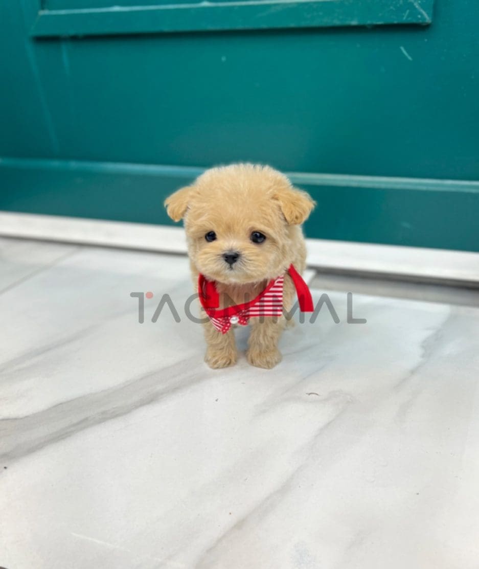 Maltipoo puppy for sale, dog for sale at Tagnimal