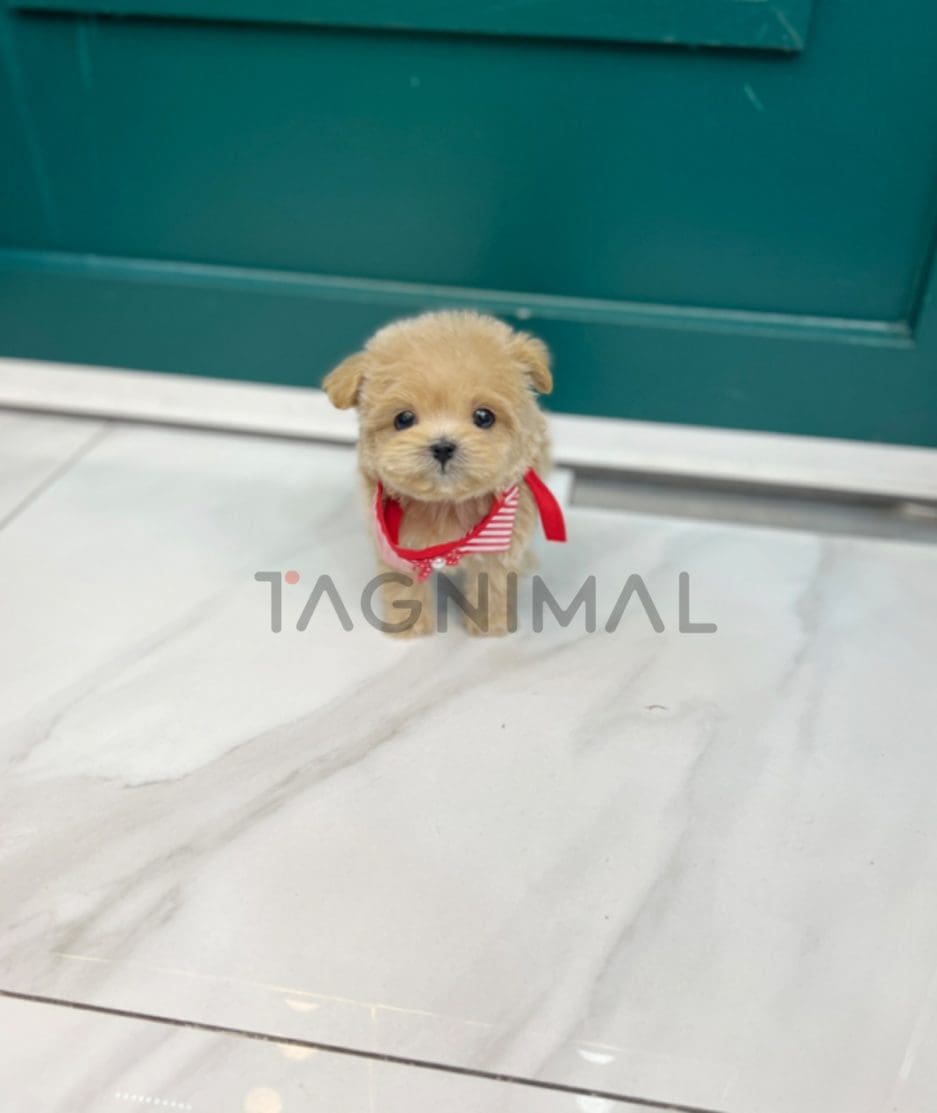 Maltipoo puppy for sale, dog for sale at Tagnimal