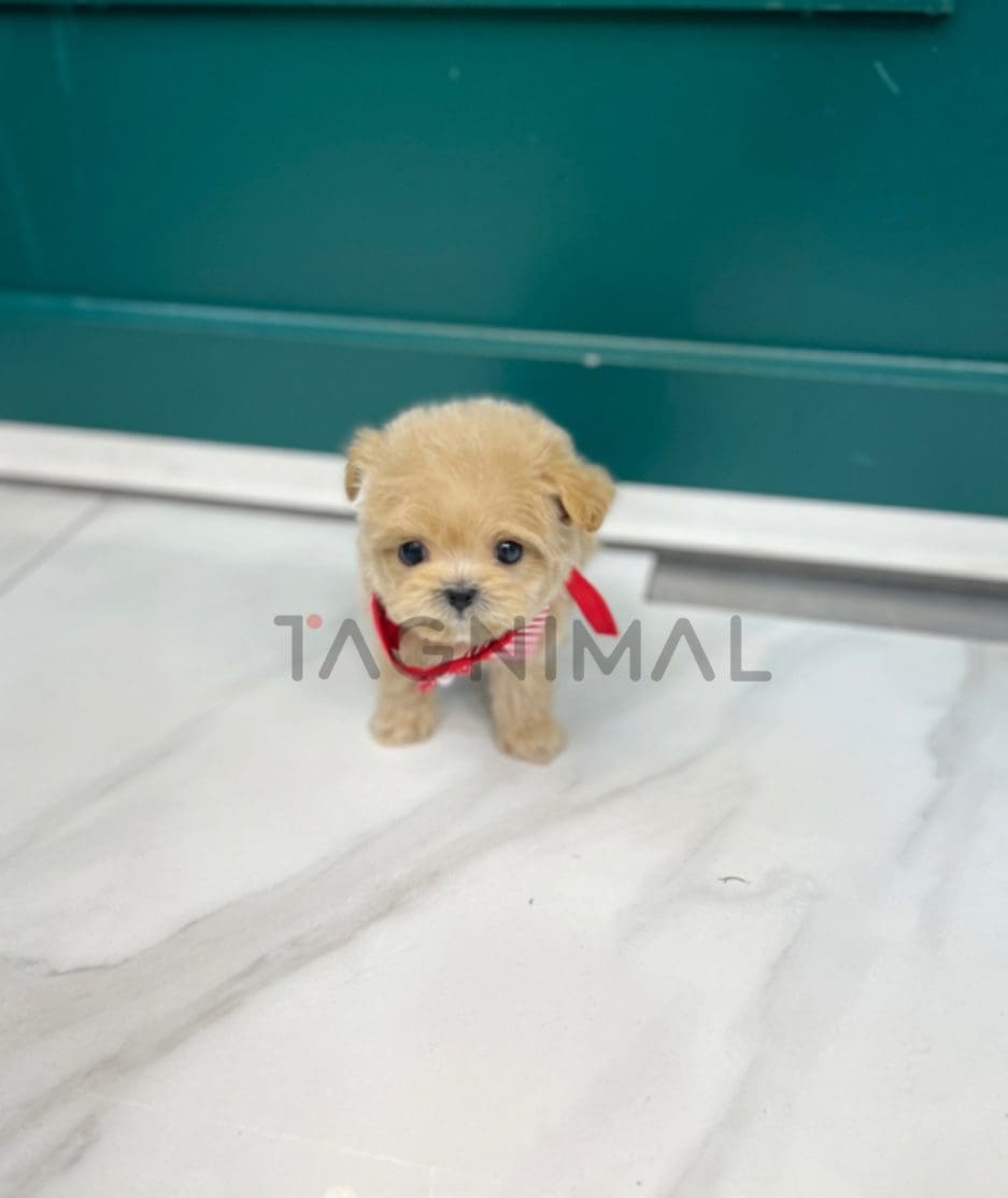 Maltipoo puppy for sale, dog for sale at Tagnimal