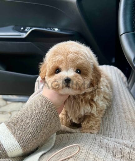 Maltipoo puppy for sale, dog for sale at Tagnimal