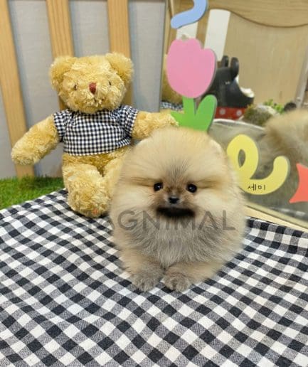 Pomeranian puppy for sale, dog for sale at Tagnimal