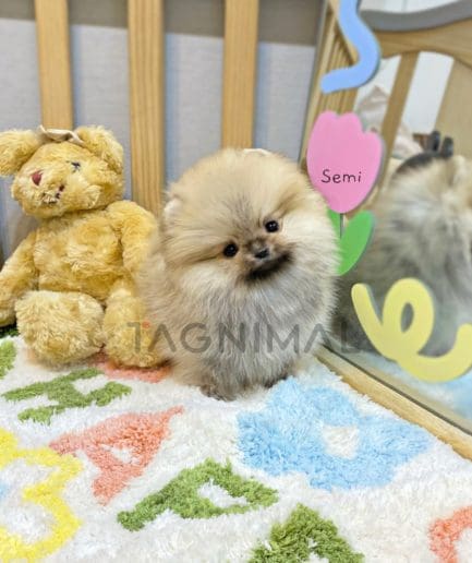 Pomeranian puppy for sale, dog for sale at Tagnimal