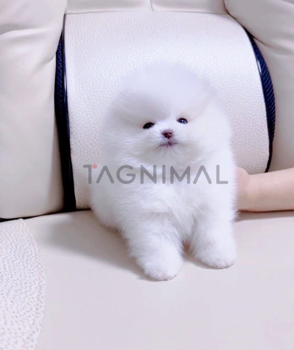 Pomeranian puppy for sale, dog for sale at Tagnimal