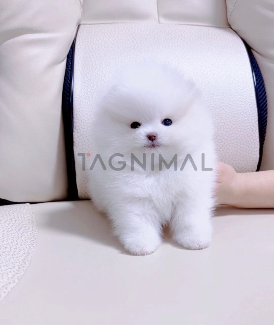 Pomeranian puppy for sale, dog for sale at Tagnimal