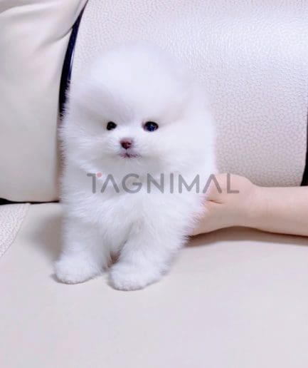 Pomeranian puppy for sale, dog for sale at Tagnimal