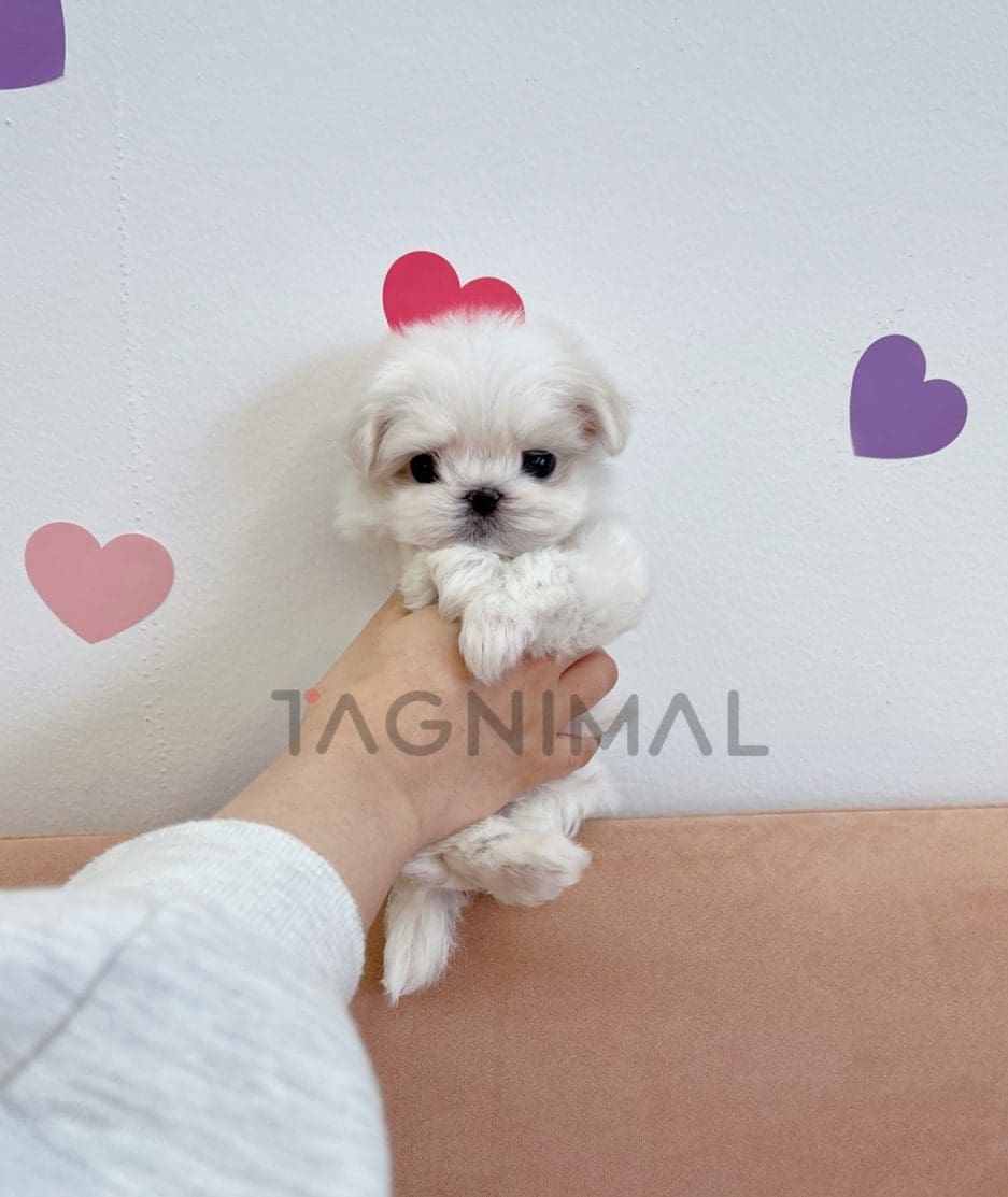 Maltese puppy for sale, dog for sale at Tagnimal