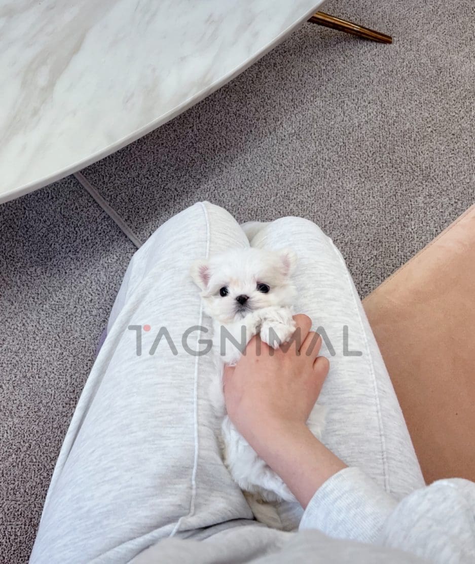 Maltese puppy for sale, dog for sale at Tagnimal