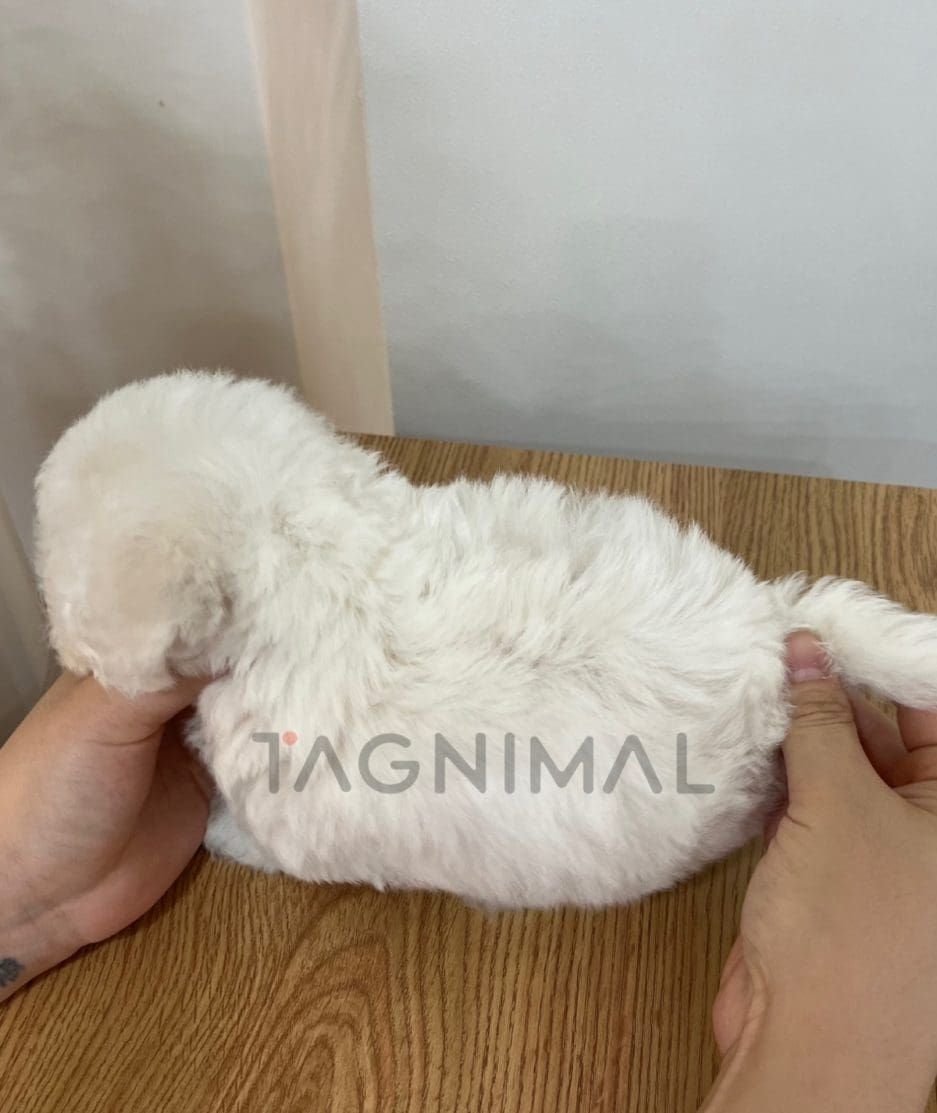 Bichon puppy for sale, dog for sale at Tagnimal