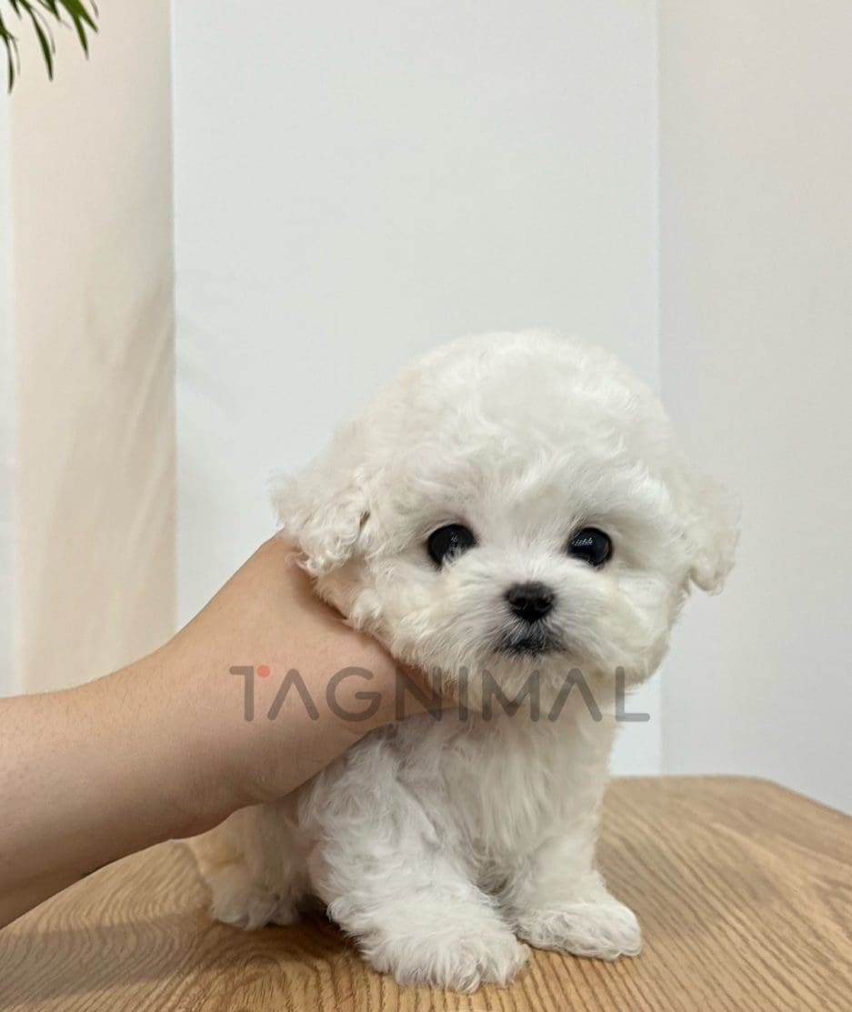 Bichon puppy for sale, dog for sale at Tagnimal