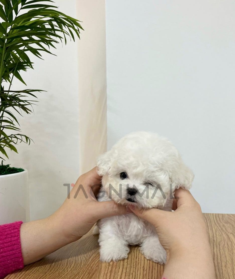 Bichon puppy for sale, dog for sale at Tagnimal