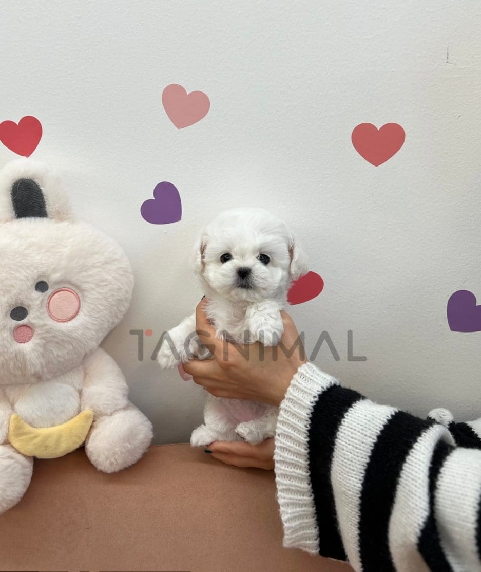 Bichon puppy for sale, dog for sale at Tagnimal