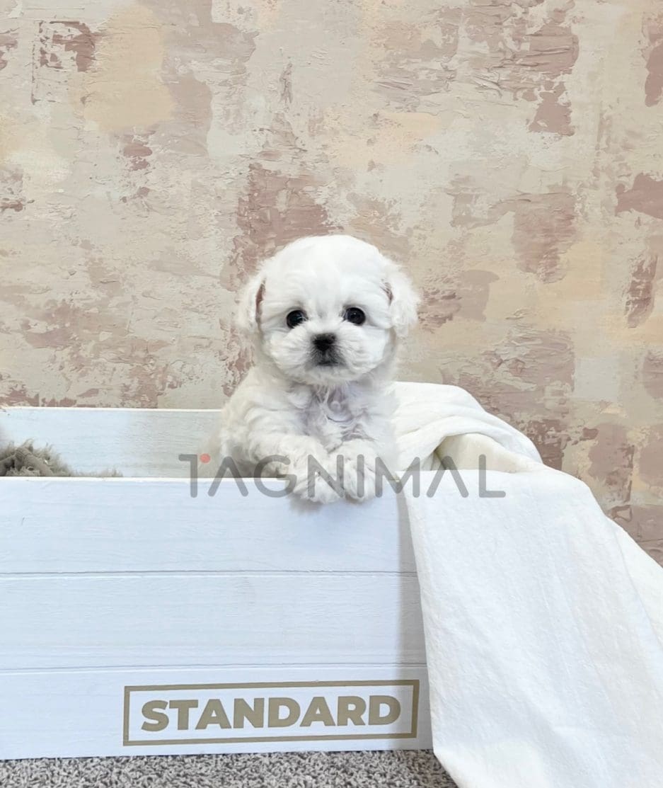 Bichon puppy for sale, dog for sale at Tagnimal