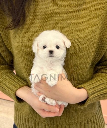 Bichon puppy for sale, dog for sale at Tagnimal