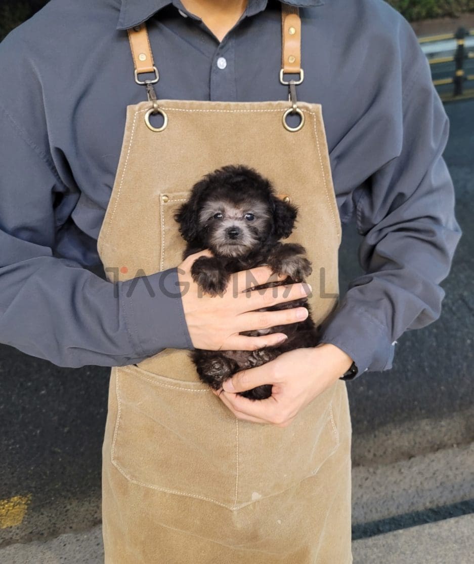 Poodle puppy for sale, dog for sale at Tagnimal