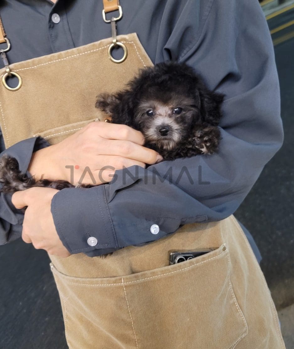 Poodle puppy for sale, dog for sale at Tagnimal