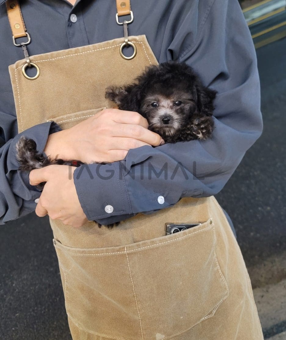 Poodle puppy for sale, dog for sale at Tagnimal