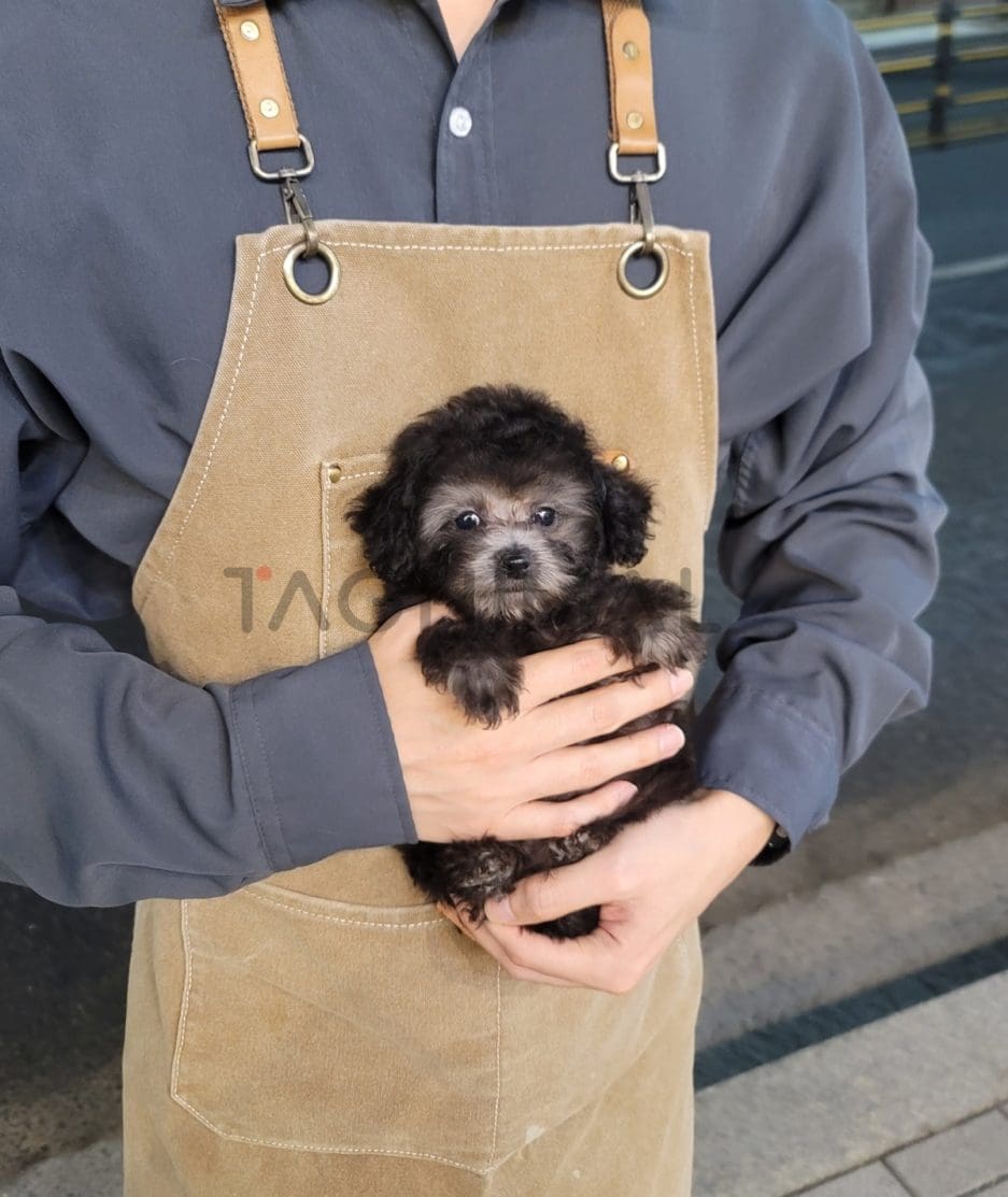 Poodle puppy for sale, dog for sale at Tagnimal