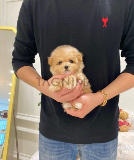 Maltipoo puppy for sale, dog for sale at Tagnimal