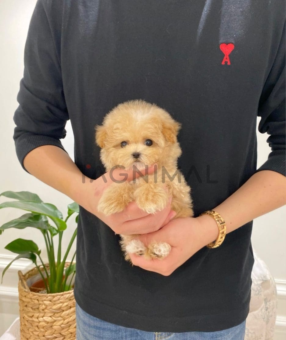 Maltipoo puppy for sale, dog for sale at Tagnimal