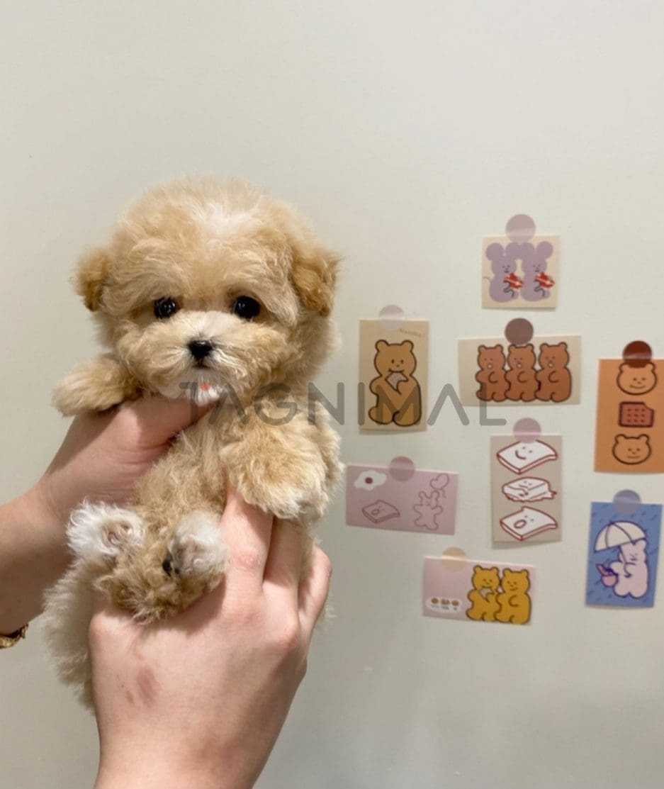 Maltipoo puppy for sale, dog for sale at Tagnimal