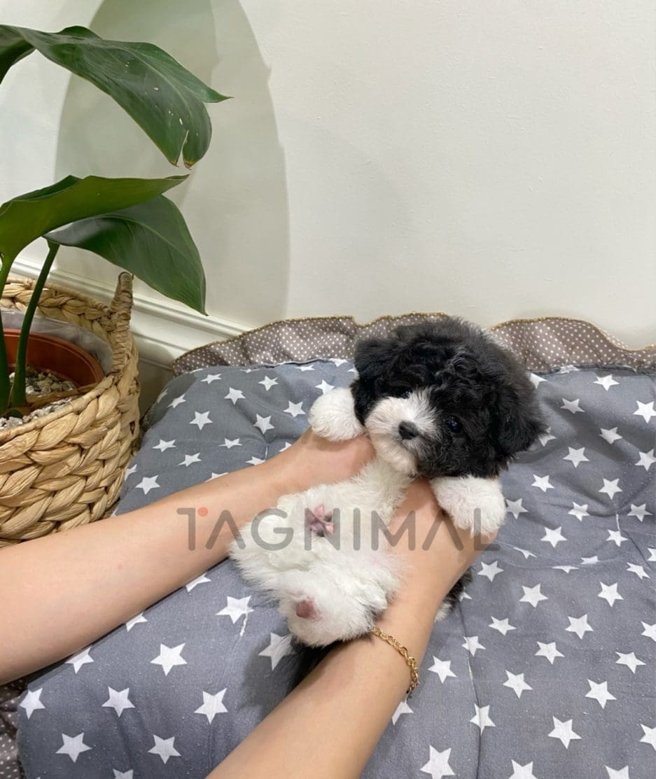 Maltipoo puppy for sale, dog for sale at Tagnimal