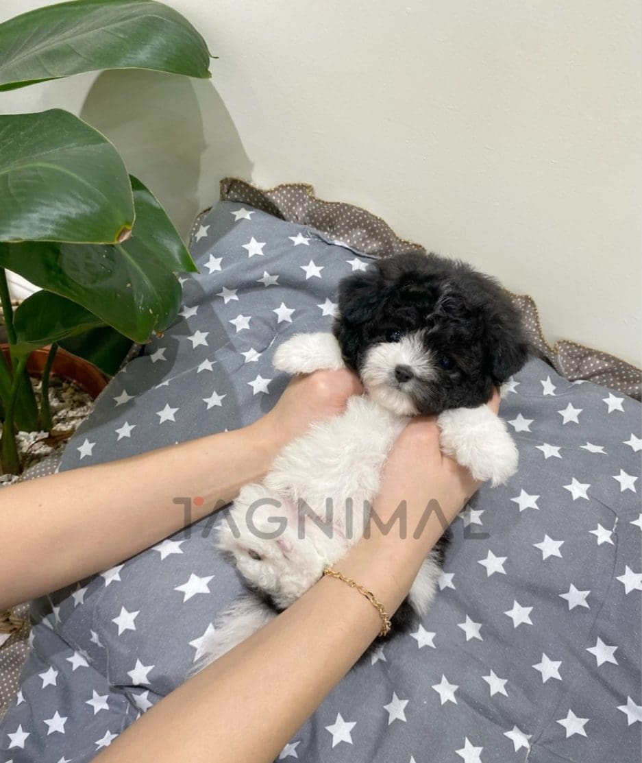 Maltipoo puppy for sale, dog for sale at Tagnimal