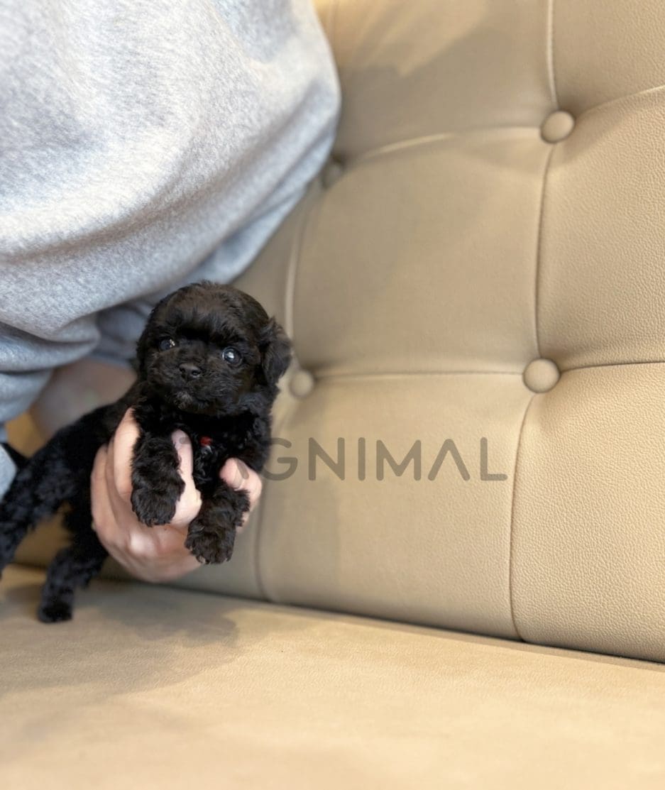 Poodle puppy for sale, dog for sale at Tagnimal