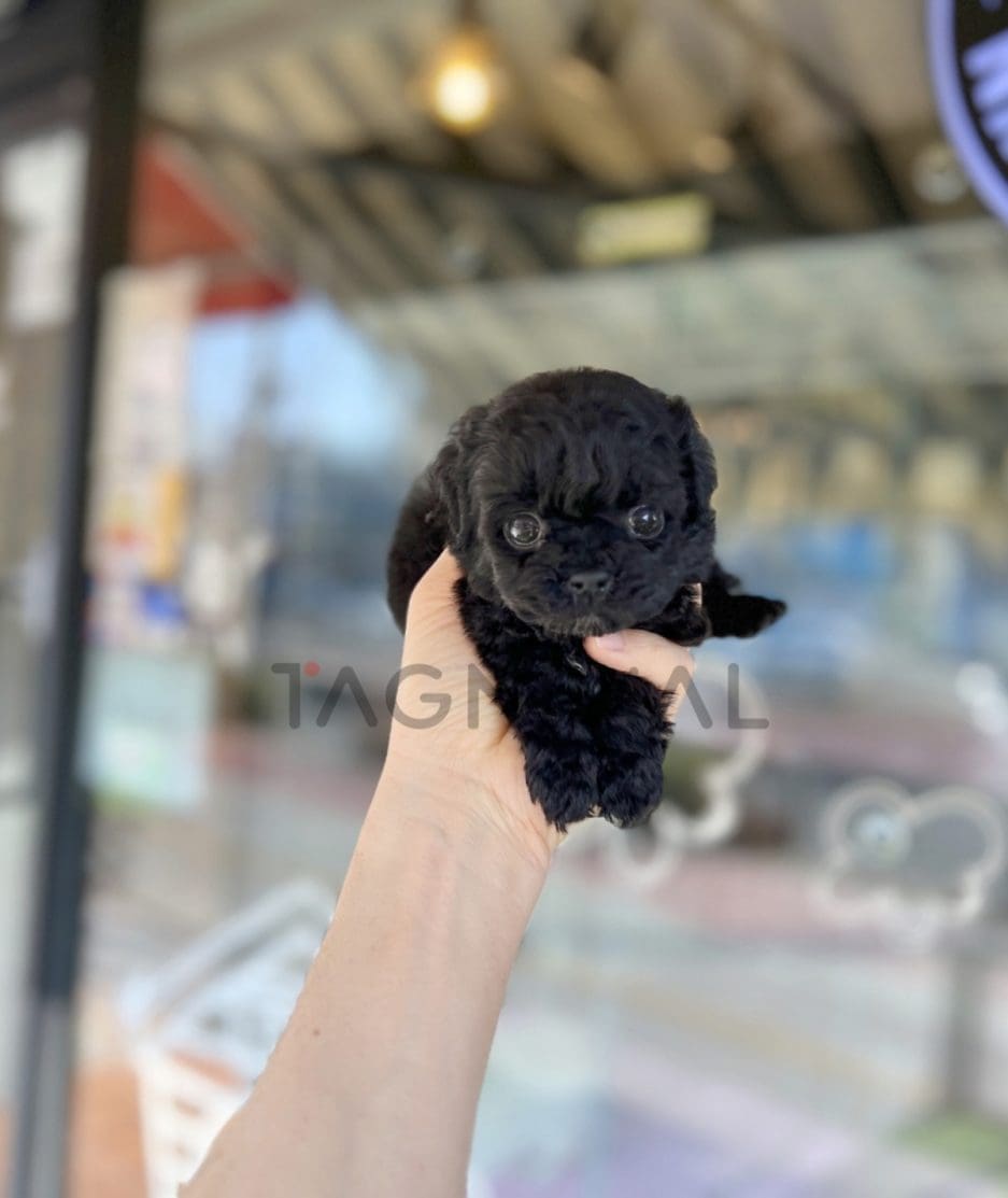 Poodle puppy for sale, dog for sale at Tagnimal