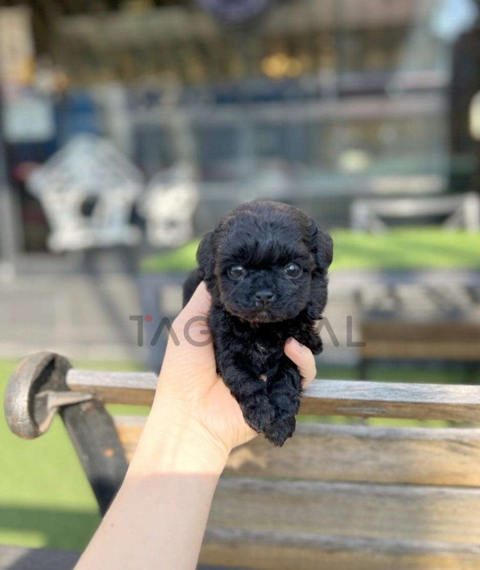 Poodle puppy for sale, dog for sale at Tagnimal