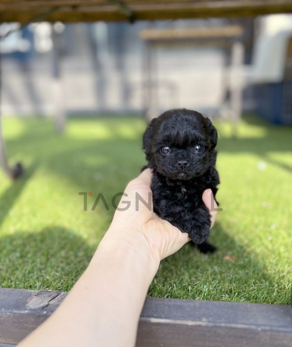 Poodle puppy for sale, dog for sale at Tagnimal