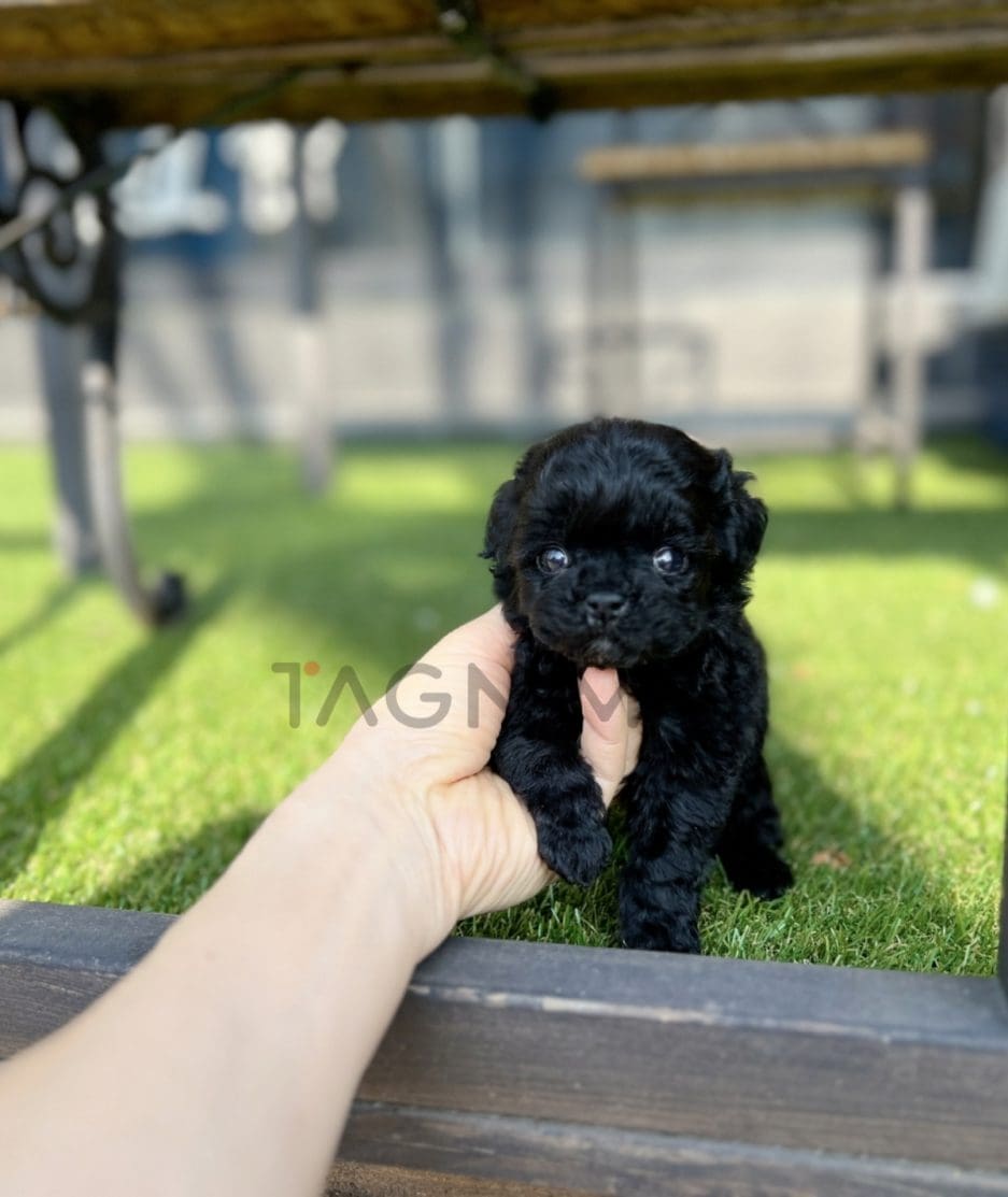 Poodle puppy for sale, dog for sale at Tagnimal