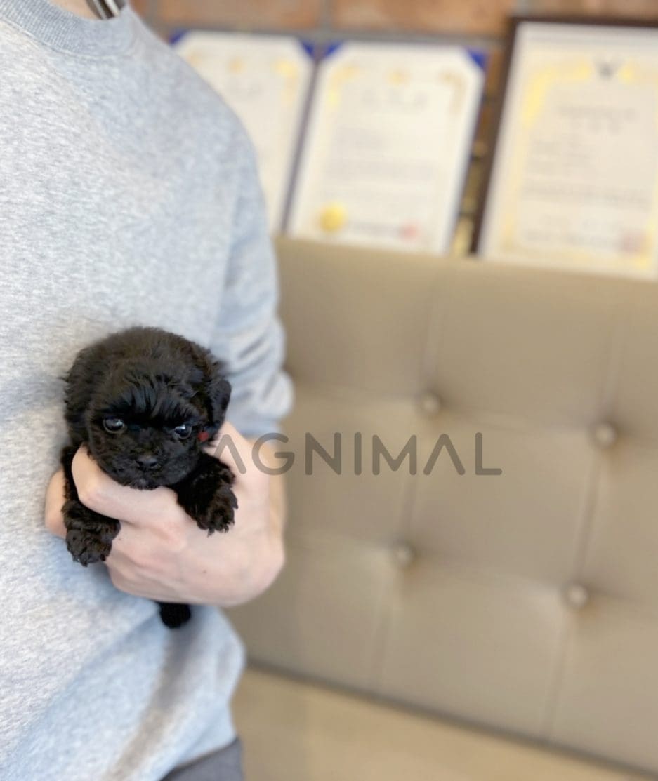 Poodle puppy for sale, dog for sale at Tagnimal