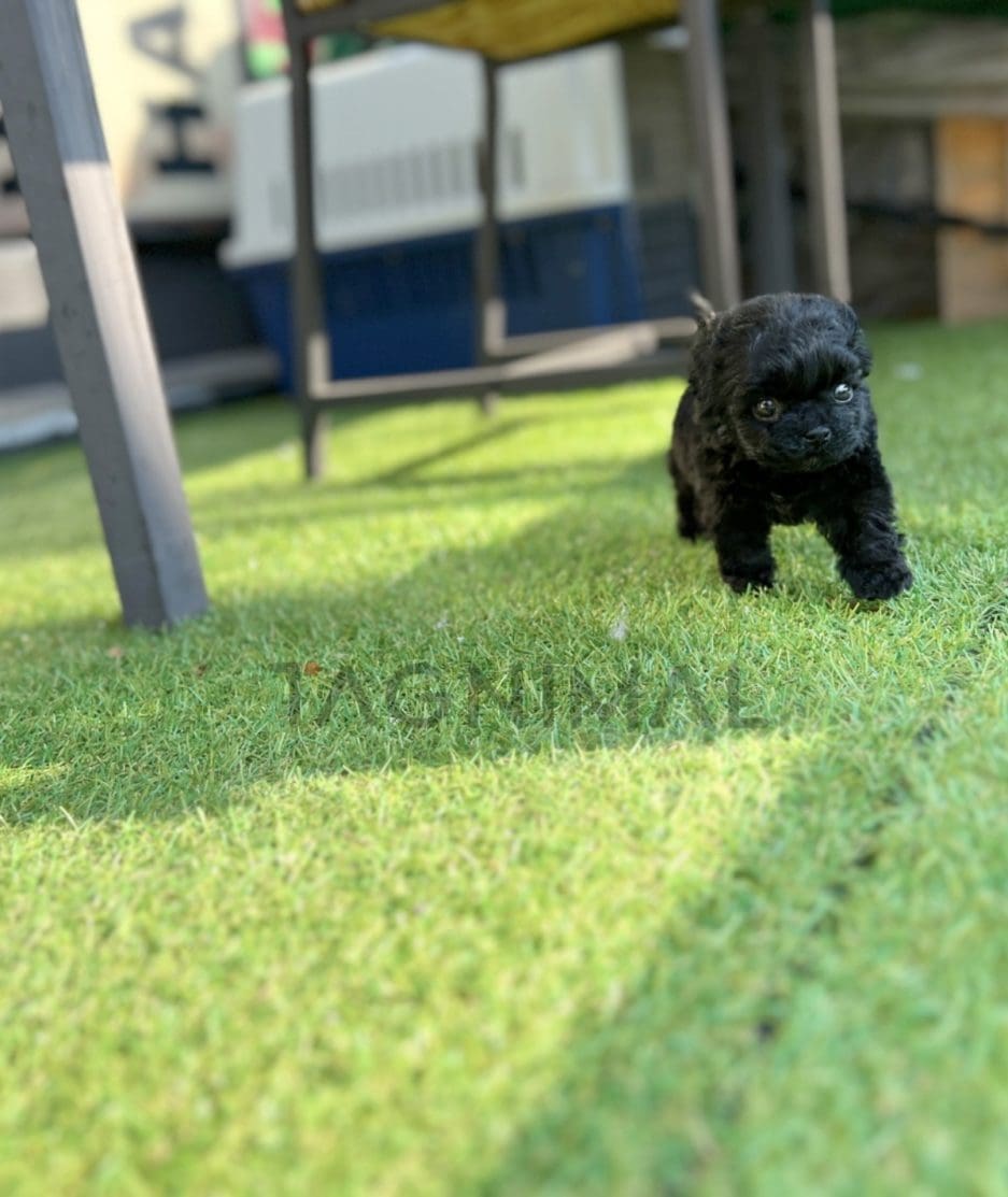 Poodle puppy for sale, dog for sale at Tagnimal