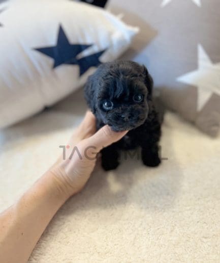 Poodle puppy for sale, dog for sale at Tagnimal