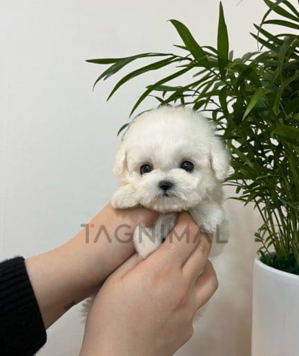 Bichon puppy for sale, dog for sale at Tagnimal