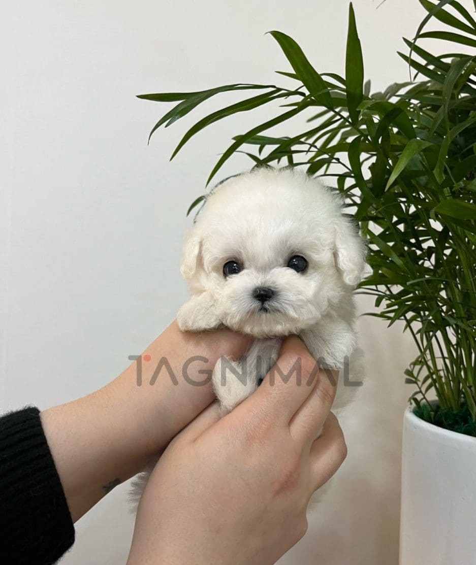 Maltipoo puppy for sale, dog for sale at Tagnimal