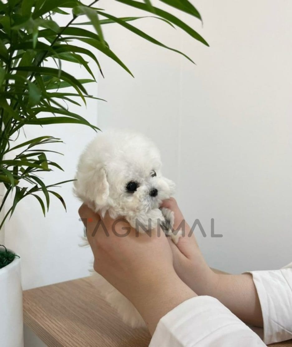 Maltipoo puppy for sale, dog for sale at Tagnimal