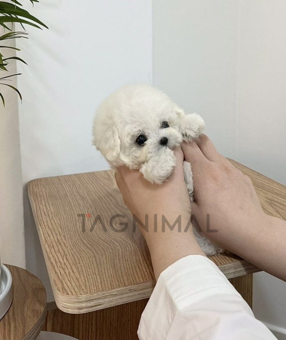 Bichon puppy for sale, dog for sale at Tagnimal