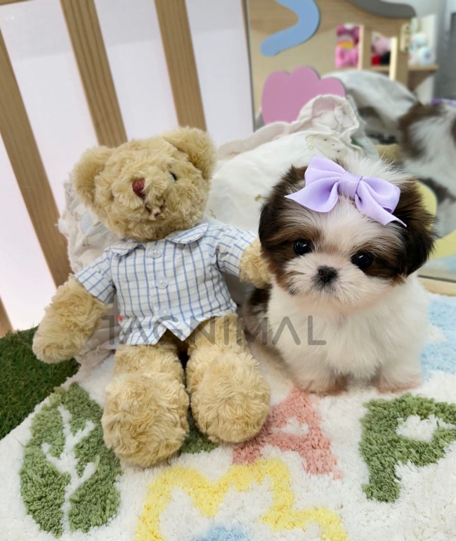 Shih Tzu puppy for sale, dog for sale at Tagnimal