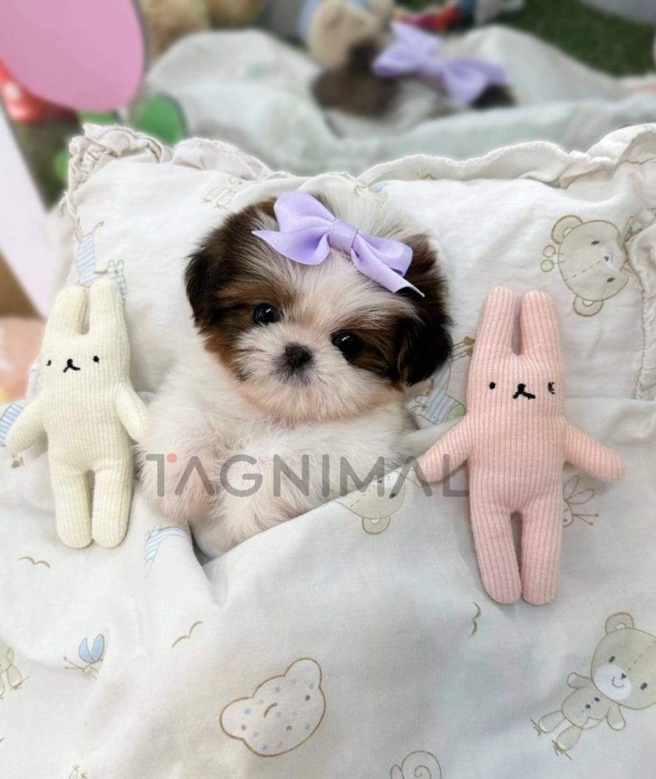 Shih Tzu puppy for sale, dog for sale at Tagnimal